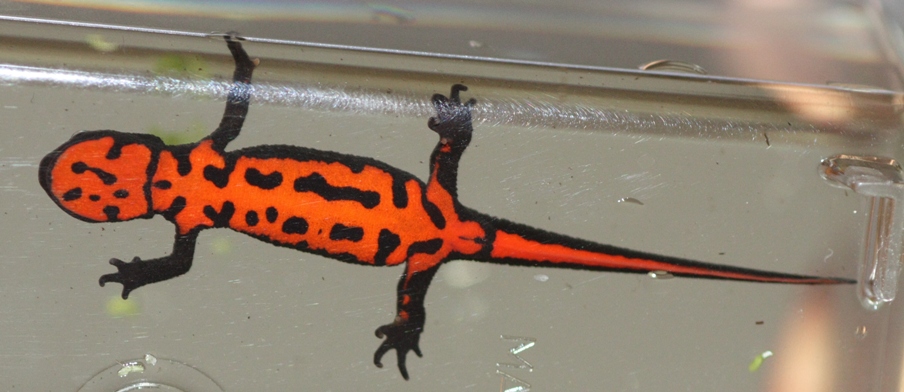 salamander belly